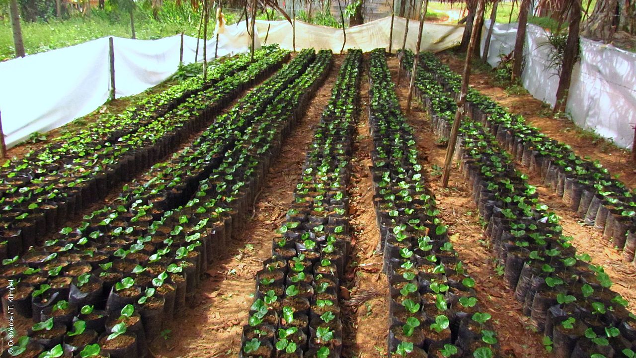 Tree saplings waiting to be planted