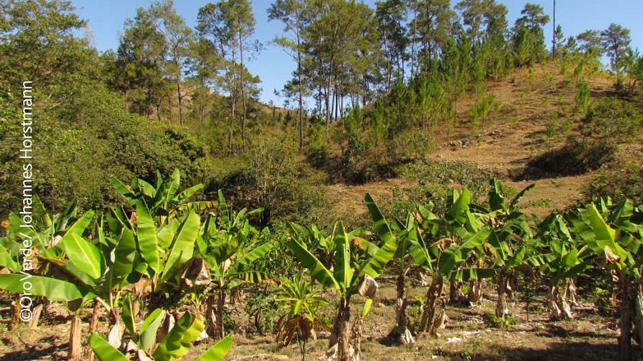 For example, sustainably managed small-scale agroforestry systems conserve biodiversity and provide greater crop security to the communities.
