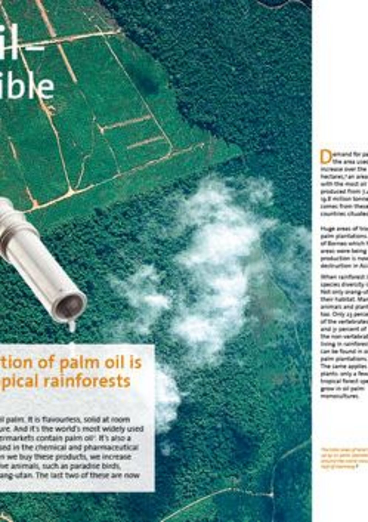 Palmoil - the invisible treat - A factsheet by OroVerde