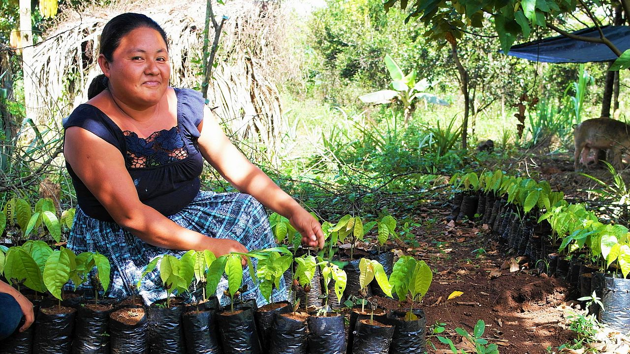 Woman in the forest garden (agroforestry system) (Agroforstsystem) ©Alvaro Soto