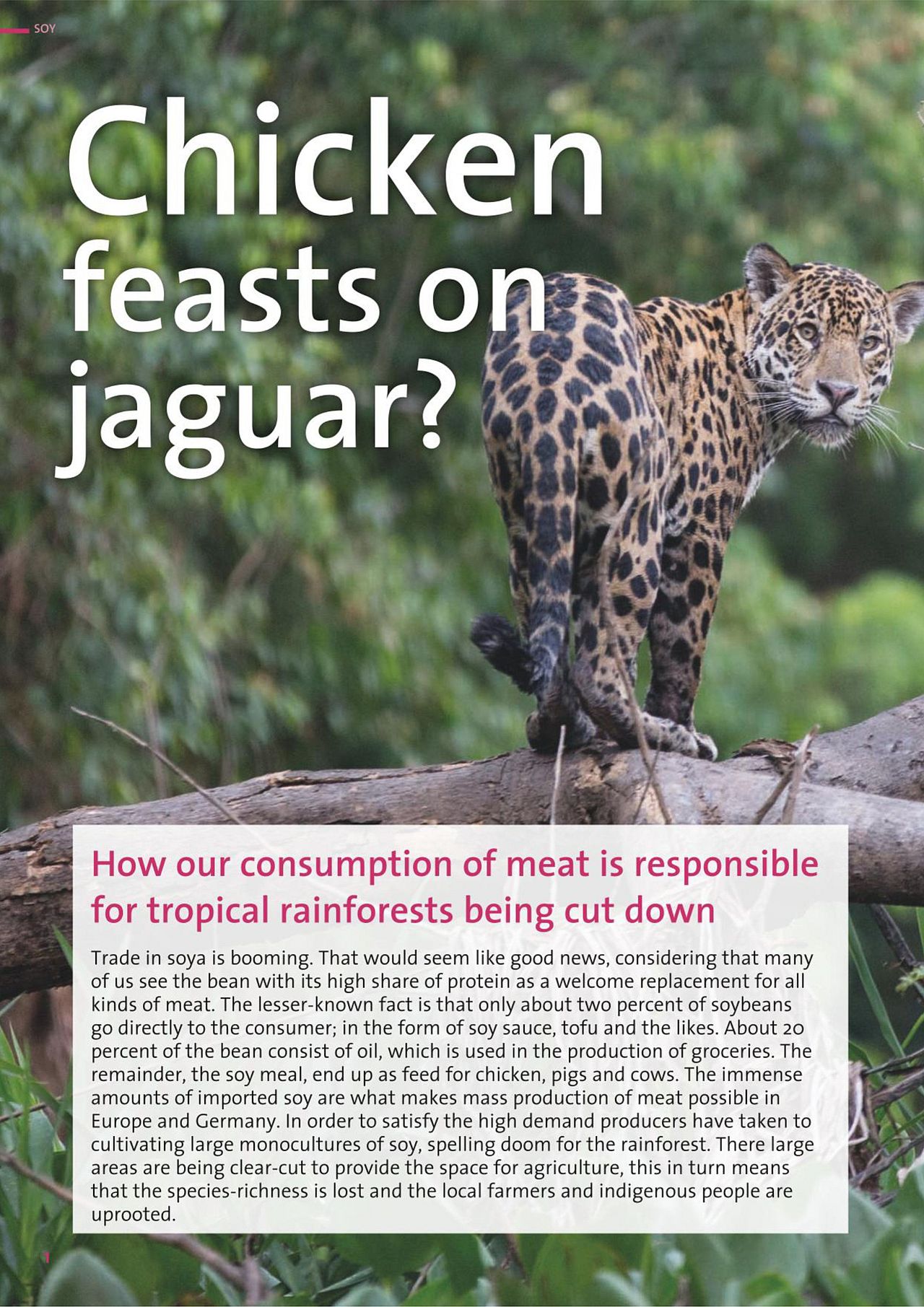 hicken - Feasts on Jaguar - Factsheet by OroVerde
