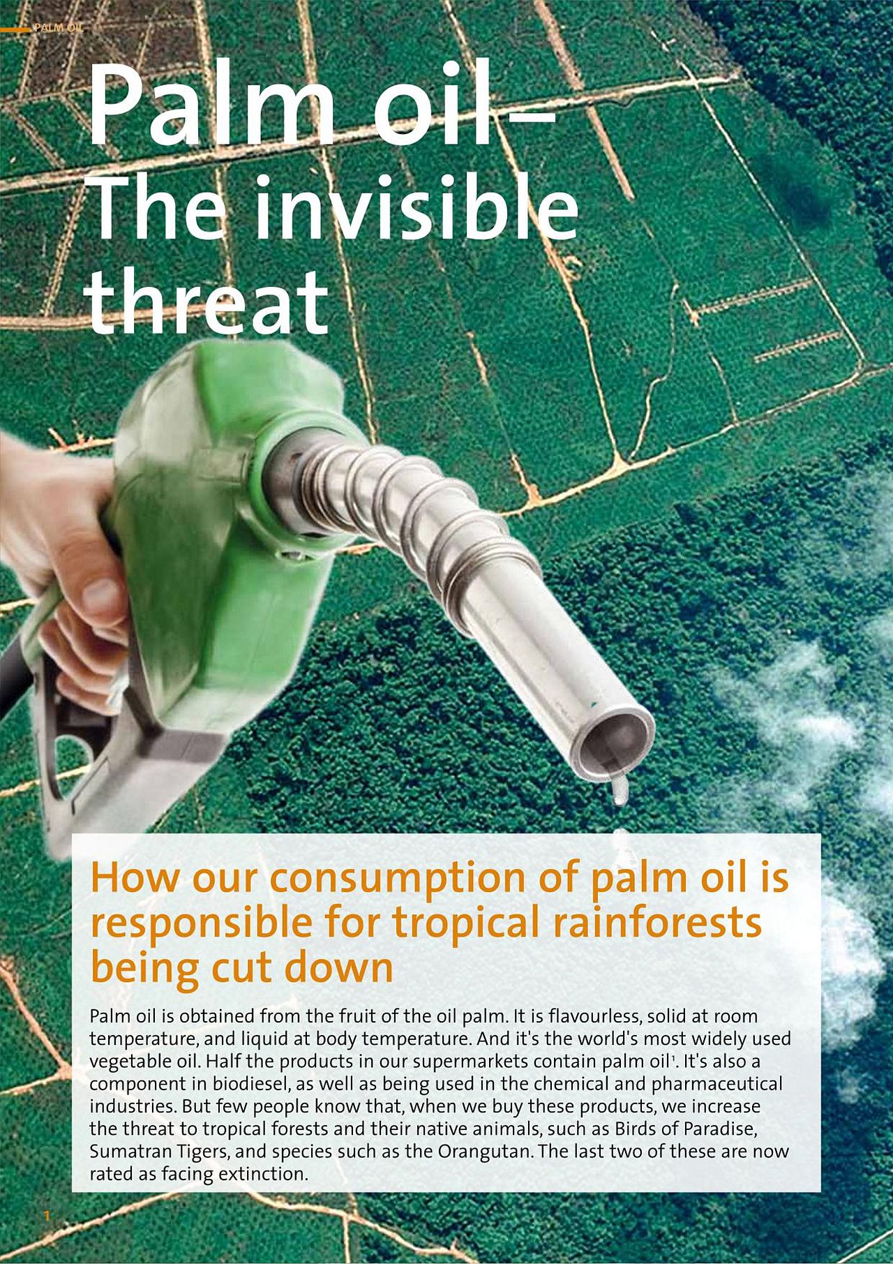Palmoil - the invisible treat - A factsheet by OroVerde