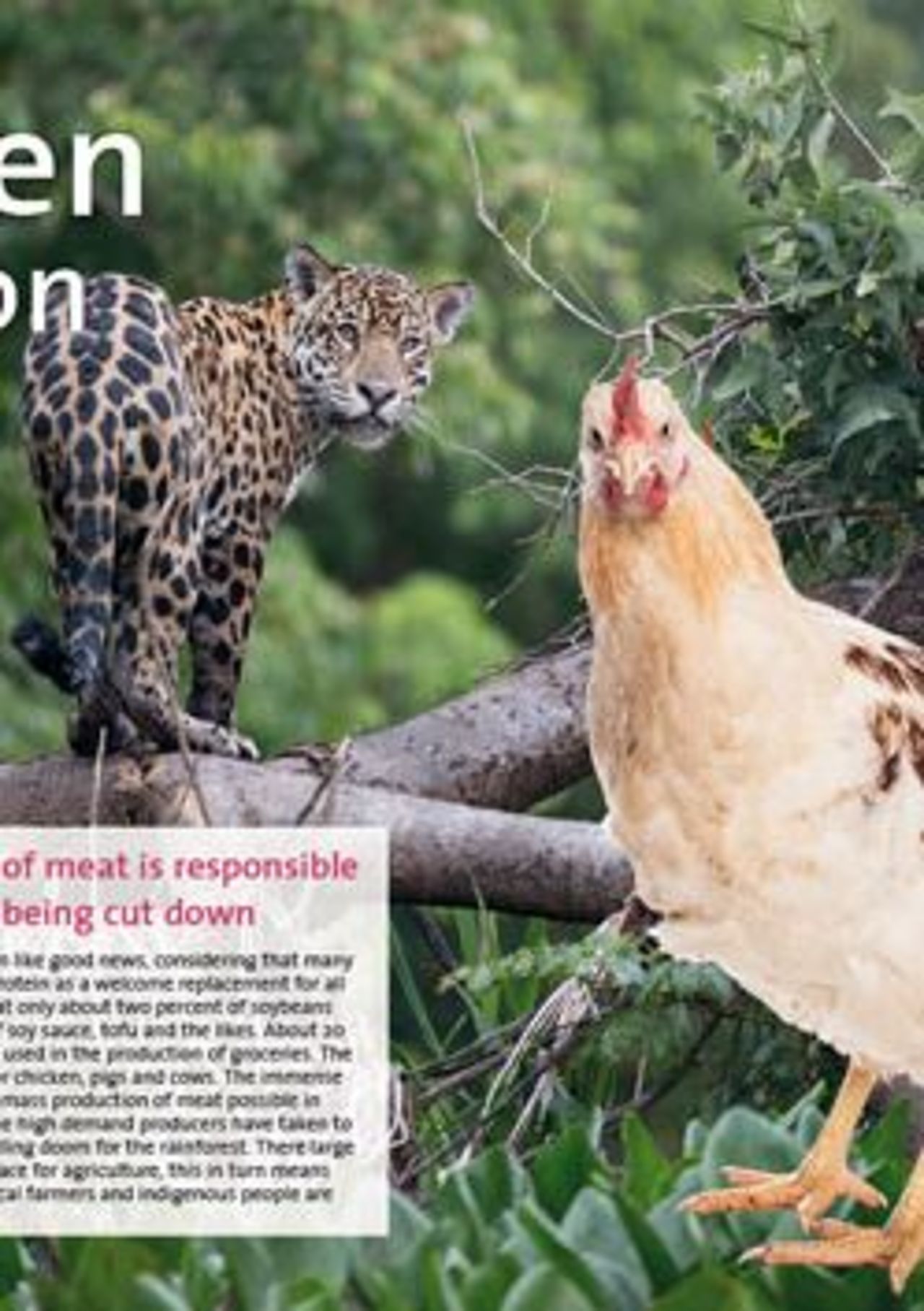 Chicken - Feasts on Jaguar - Factsheet by OroVerde