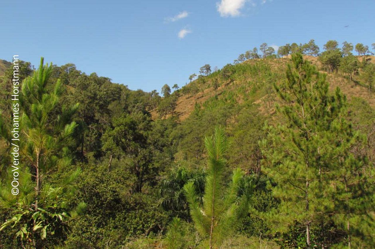 The reforestation with endemic species like the Caribbean pine stabilises hillsides, reduces erosion and prevent landslides. ©OroVerde/Johannes Horstmann