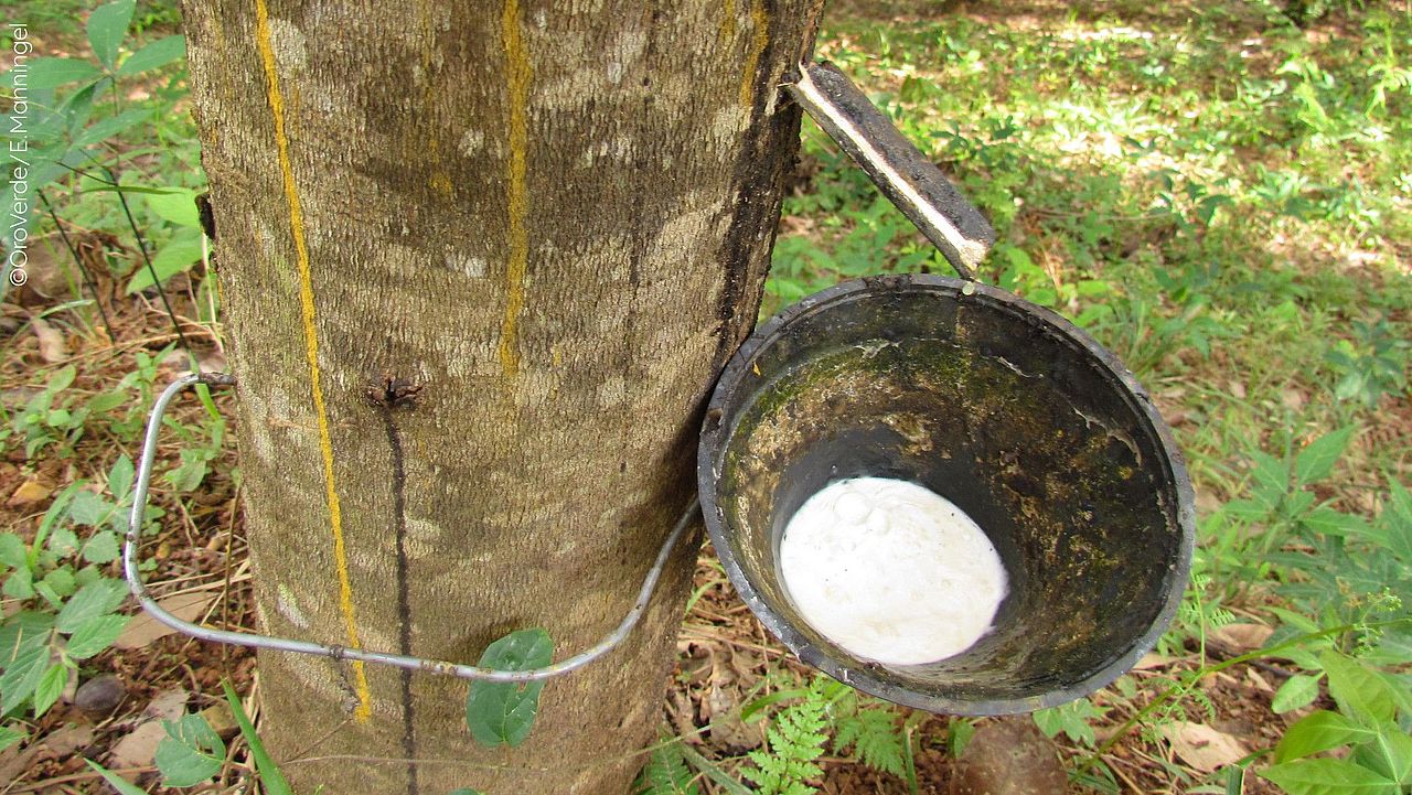 Rubber is a deforestation driver ©OroVerde - E. Mannigel
