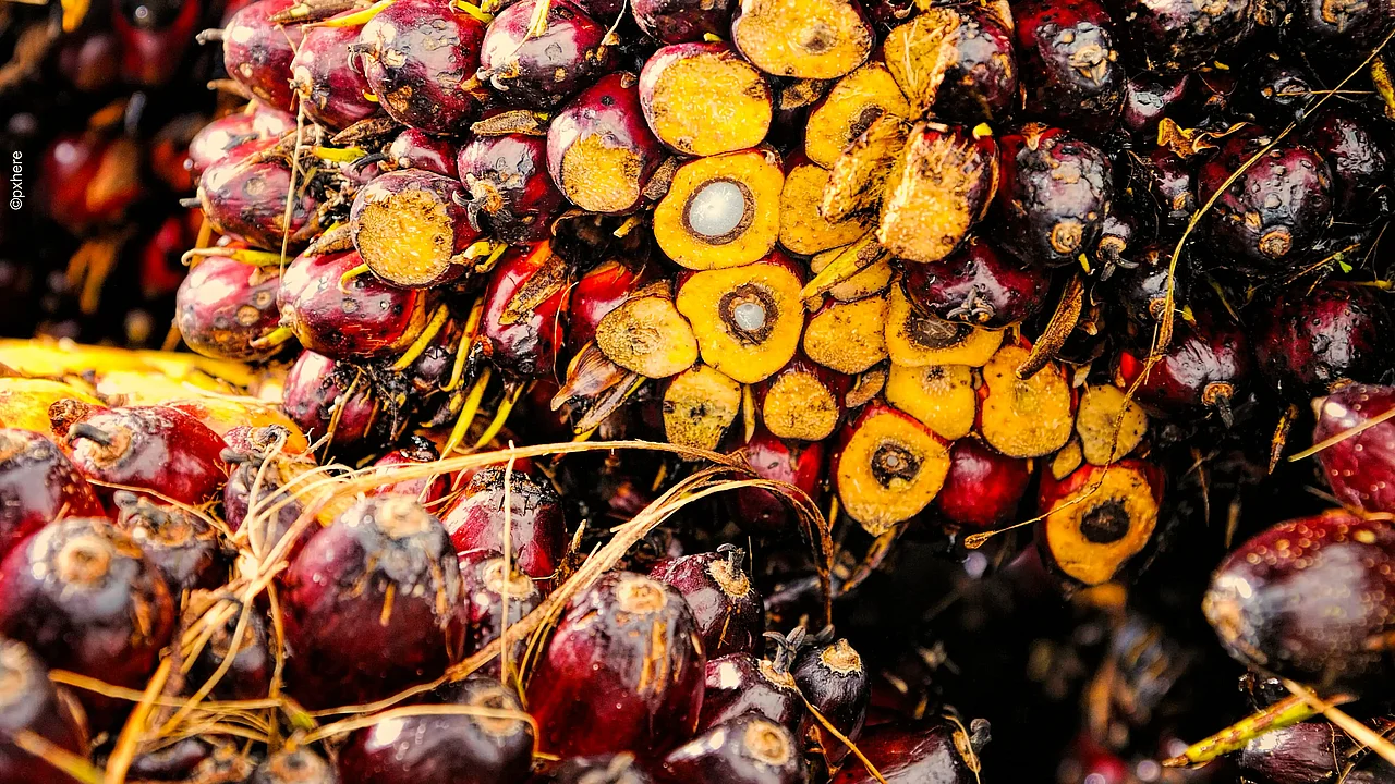 High demand for oil palm fruit ©Pxhere