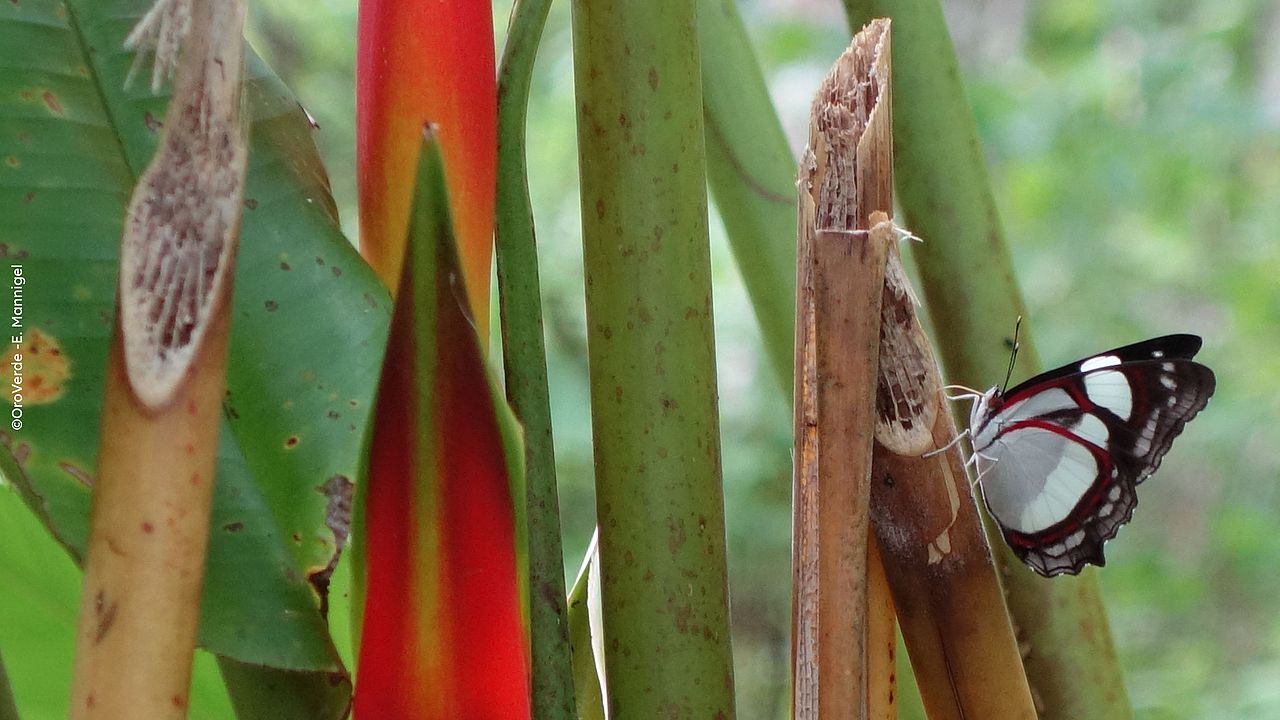 Butterfly as a symbol of biodiversity