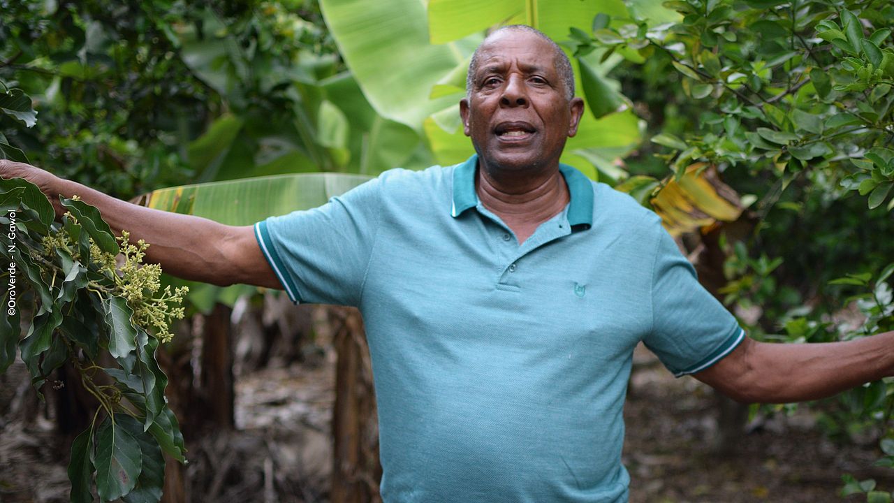 Nilson Mateo (farmer) in his field, surrounded by shade-giving trees