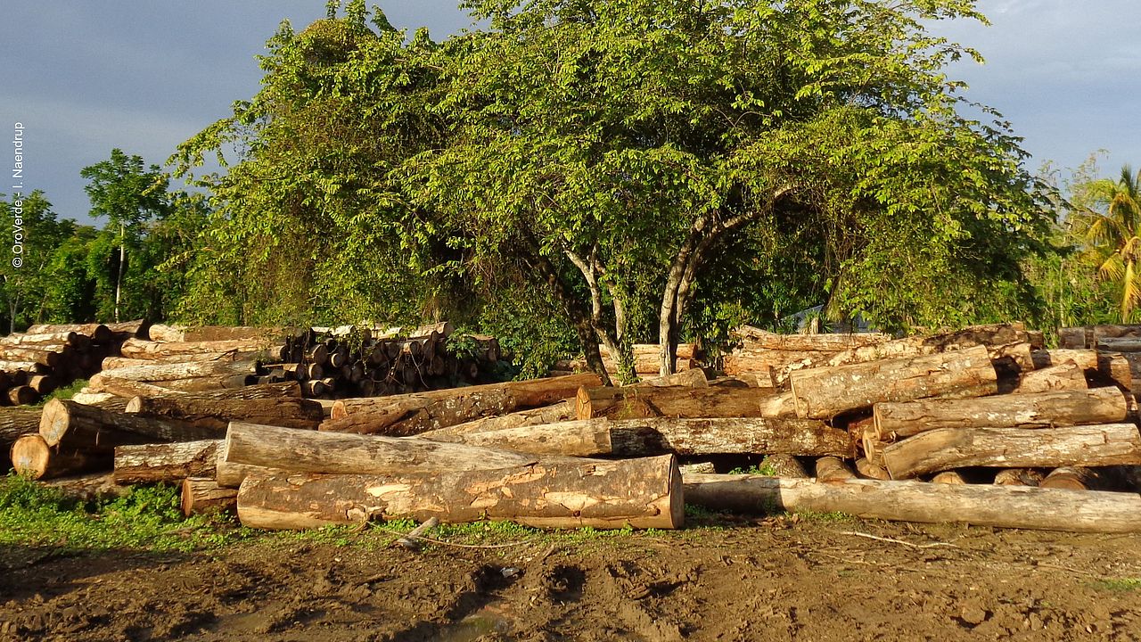 Tropical timber is also a deforestation factor ©OroVerde - I. Naendrup