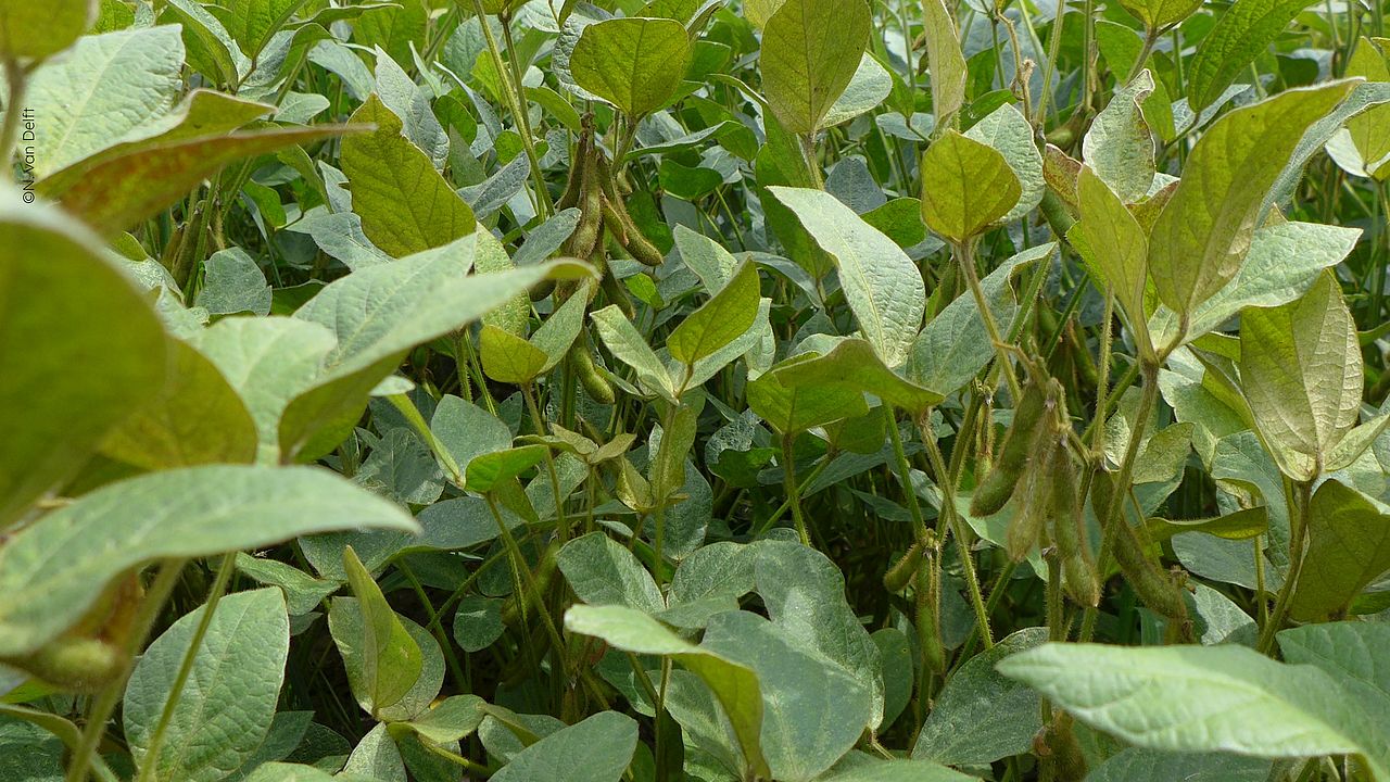 Soy cultivation on a plantation: Soy is closely linked to deforestation ©OroVerde - ND