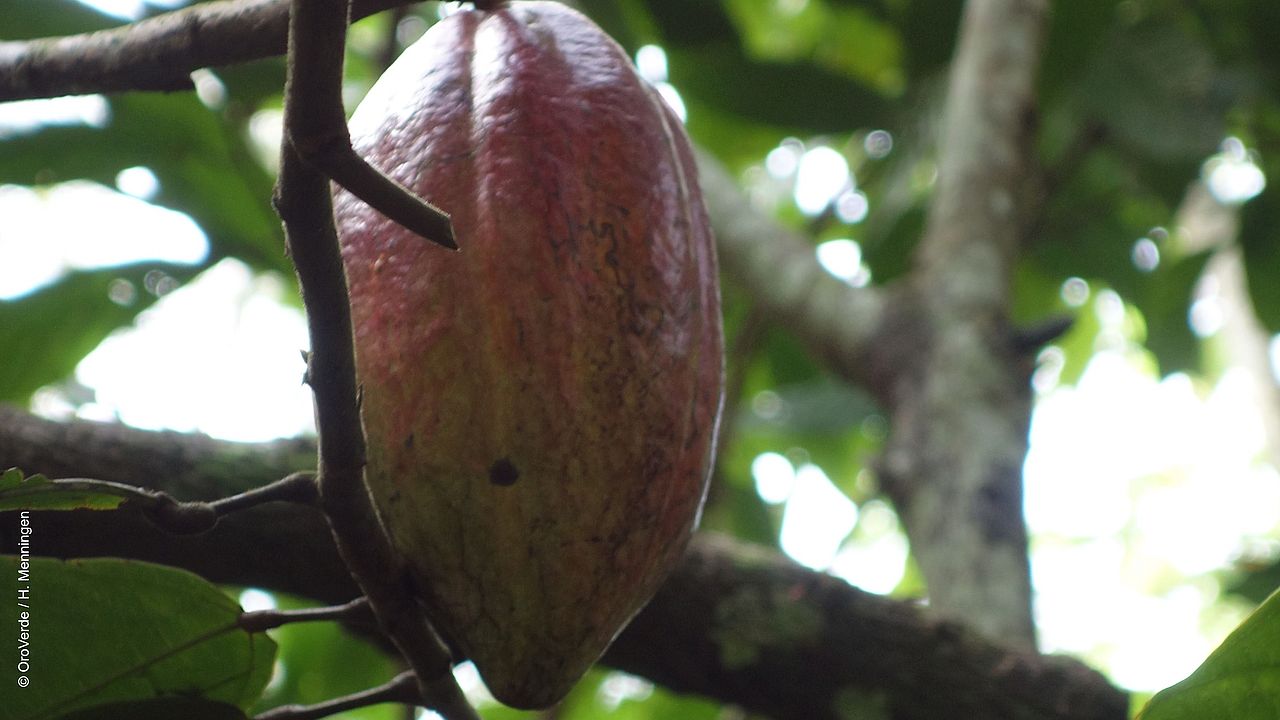 A cocoa fruit in a tree ©OroVerde - H. Mennigen