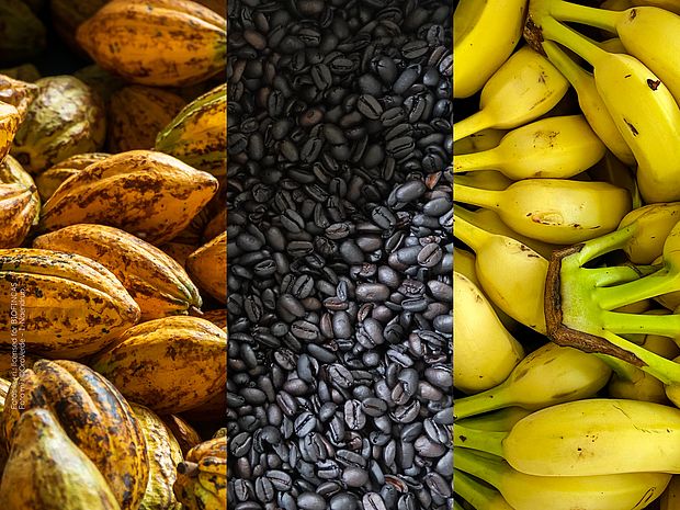 Detalles de granos de cacao y plátanos, fotos izquierda y derecha con licencia para BIOFINCAS, detalles de granos de café - ©OroVerde - I. Naendrup