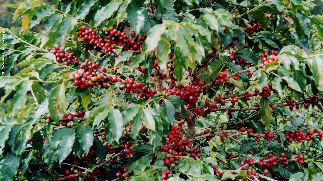 Coffee cherries ©OroVerde - E. Manningel