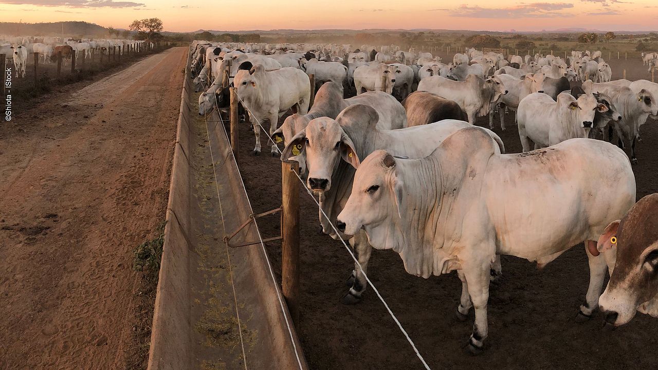Brazil's large-scale cattle farming ©IStock