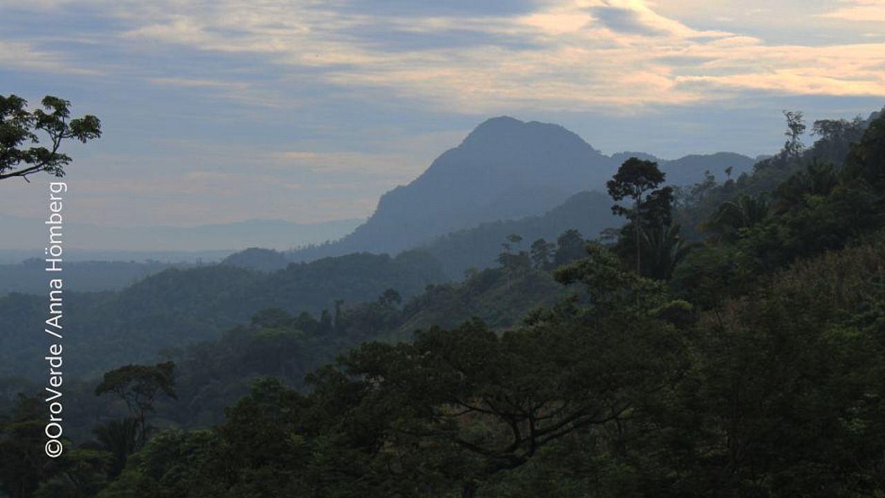 Nebelwald in Guatemala ©OroVerde/ Anna Hömberg